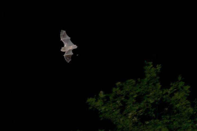 Bat feeding in Tupelo Meadow in Central Park during NYC Bat Group bat walk for AMNH on 7/16.